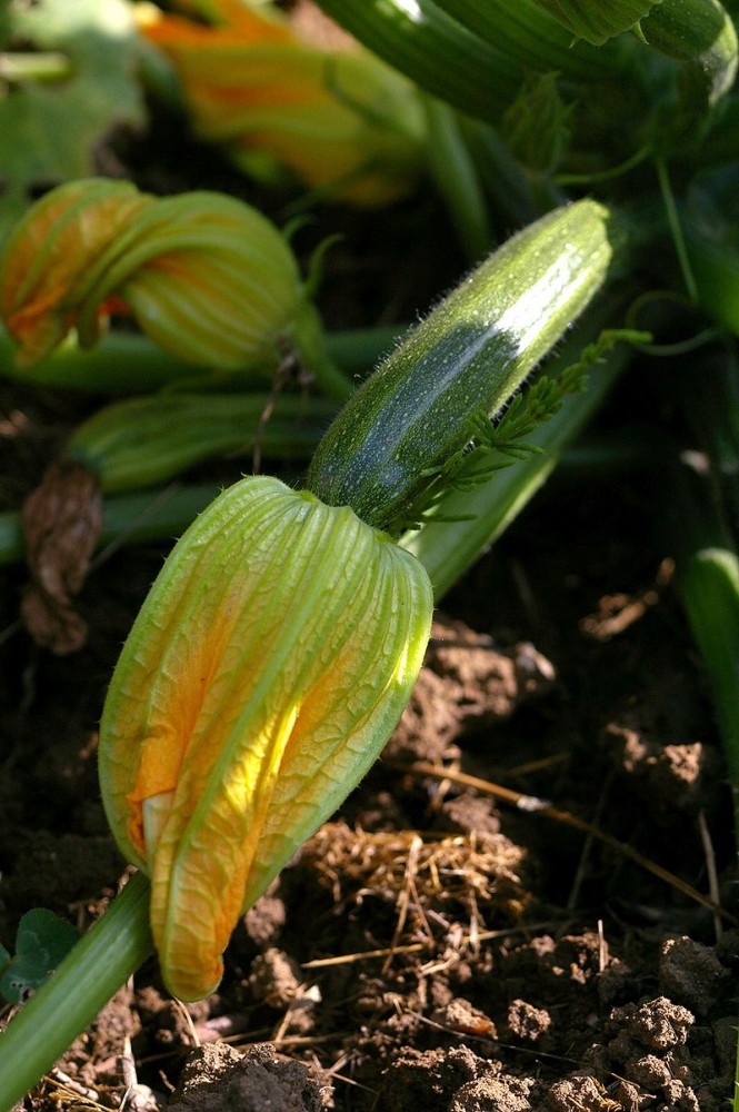 Courgette_Toulon_Cours_Lafayette