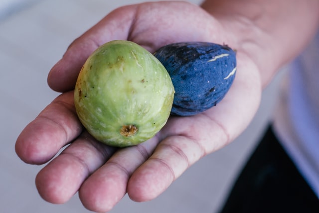 Figues_Toulon_Cours_Lafayette